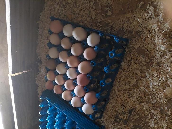 Broedeieren kippen, Dieren en Toebehoren, Pluimvee | Toebehoren, Ophalen of Verzenden