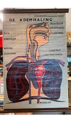 Oude schoolplaat op linnen De ademhaling Boekhandel Gent, Enlèvement ou Envoi