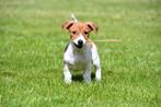 Chiot Jack Russell à vendre - femelle (blanc-brun), Jack Russel Terrier, Un chien, Belgique, 8 à 15 semaines