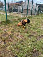 Soeandese vechter., Dieren en Toebehoren, Mannelijk, Kip