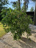 Ficus met grote bloempot, Enlèvement