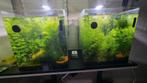 2 dennerle aquariums met alles erbij! Met 200 rasgarnalen, Dieren en Toebehoren, Ophalen, Zo goed als nieuw