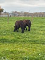 2 mooie ponys te koop, Dieren en Toebehoren, Pony's, Gechipt, Niet van toepassing, 0 tot 2 jaar, Hengst
