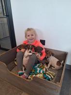 Jack Russell reutjes, Dieren en Toebehoren, Honden | Jack Russells en Terriërs, België, Fokker | Hobbymatig, Jack Russell Terriër