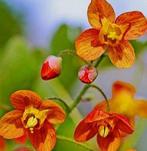 Epideum 'Orange queen', Printemps, Couvre-sol, Enlèvement, Plante fixe