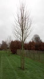 grote bomen aan spotprijs, Tuin en Terras, Ophalen