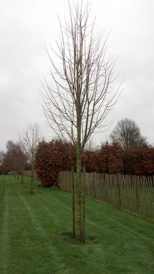 grote bomen aan spotprijs, Jardin & Terrasse, Plantes | Arbustes & Haies, Enlèvement