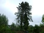 Gratis brandhout Pinus bomen te Kortrijk  !!!, Jardin & Terrasse, Bois de chauffage, Enlèvement