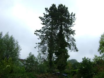Gratis brandhout Pinus bomen te Kortrijk  !!!