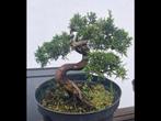 Bonsai juniperus itoigawa, Tuin en Terras, Ophalen