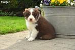Prachtige Chocolat Tricolor Border Collie pup, Dieren en Toebehoren, CDV (hondenziekte), Meerdere, Teef, 8 tot 15 weken