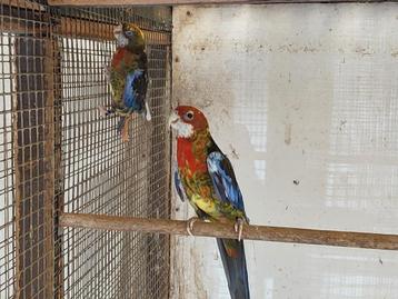 Bewezen Kwkoppel zwartopalinebont x zwartopalinebont rosella beschikbaar voor biedingen