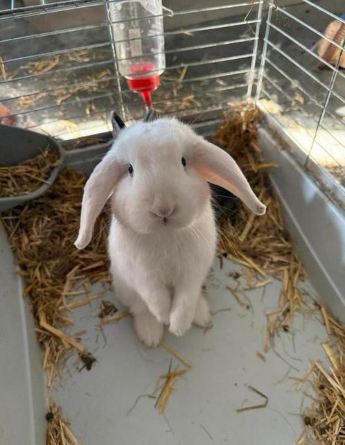 Witte Nederlandse hangoor konijn NHD, Dieren en Toebehoren, Konijnen, Middelgroot, Mannelijk, 0 tot 2 jaar, Hangoor