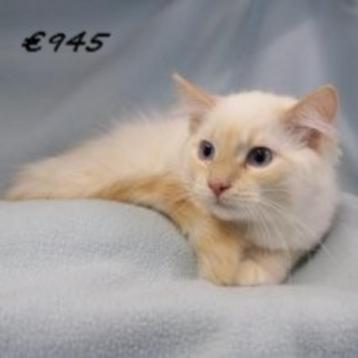 Ragdoll kittens te koop beschikbaar voor biedingen
