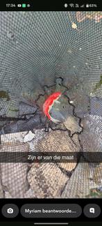 Goudvis, Dieren en Toebehoren, Vissen | Vijvervissen
