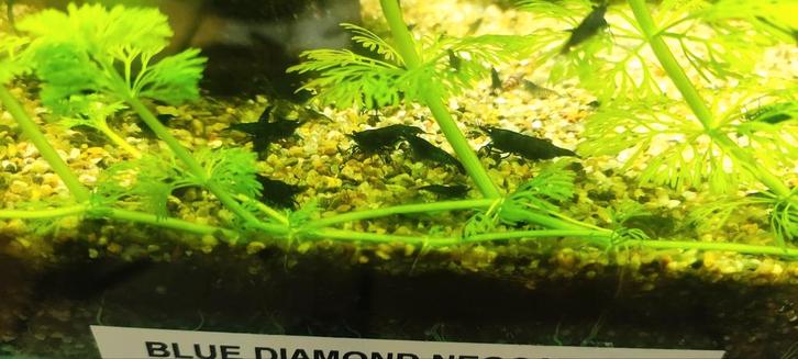 Blue Diamond neocaridina 1€stuk, Dieren en Toebehoren, Vissen | Aquariumvissen