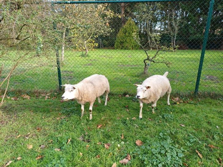 schapen te koop, Dieren en Toebehoren, Schapen, Geiten en Varkens, Schaap, Meerdere dieren, 0 tot 2 jaar