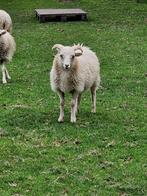 Ouessant, Dieren en Toebehoren, Schapen, Geiten en Varkens, Mannelijk, Schaap, 0 tot 2 jaar