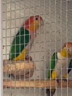 Bewezen koppel Roestkop Caique’s met  3 jongen in het Blok, Dieren en Toebehoren, Vogels | Parkieten en Papegaaien, Papegaai, Geringd