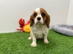 Cavalier King Charles Spaniel pups, België, 8 tot 15 weken, CDV (hondenziekte), Meerdere
