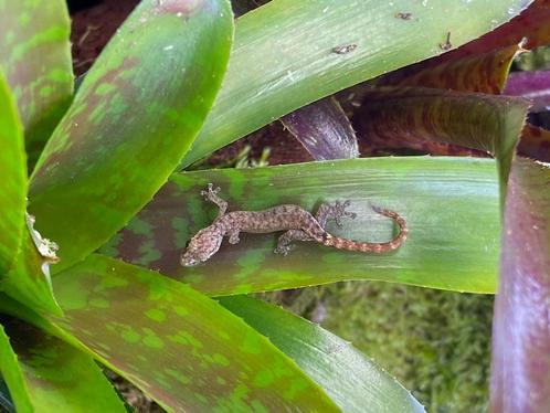 Gecko Hemiphyllodactylus typus, Animaux & Accessoires, Reptiles & Amphibiens, Lézard, 0 à 2 ans, Domestique