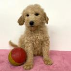 Labradoodle - Belgische pups te koop, Dieren en Toebehoren, België, CDV (hondenziekte), 8 tot 15 weken, Meerdere