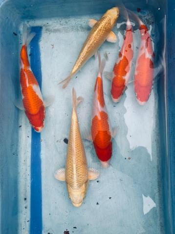 Kohaku en Yamabuki 27-32cm beschikbaar voor biedingen