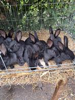 Konijnen, Dieren en Toebehoren, Konijnen