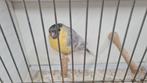 Goudvinken, Dieren en Toebehoren, Vogels | Overige Vogels