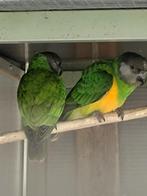 2 bonte boertjes, Dieren en Toebehoren, Vogels | Parkieten en Papegaaien, Meerdere dieren, Papegaai, Geringd