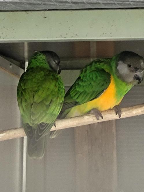 2 bonte boertjes, Dieren en Toebehoren, Vogels | Parkieten en Papegaaien, Papegaai, Meerdere dieren, Tam, Geringd