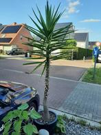 grote yucca plant, Tuin en Terras, Planten | Tuinplanten, Ophalen, Zomer, Vaste plant, Overige soorten