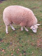 beau vérin pivotant robuste, Mâle, Mouton, 0 à 2 ans