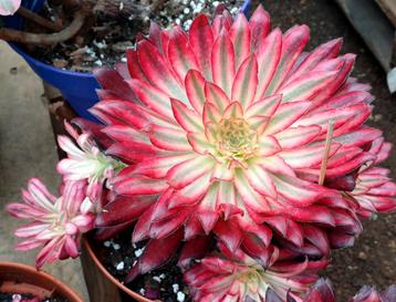 Aeonium sp.'Phoenix White'  beschikbaar voor biedingen
