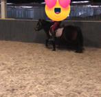 15 jarige a pony, Dieren en Toebehoren, B, A pony (tot 1.17m), 11 jaar of ouder, Recreatiepony