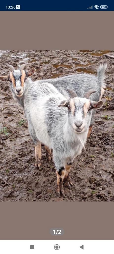 Mooie geitjes, Dieren en Toebehoren, Schapen, Geiten en Varkens