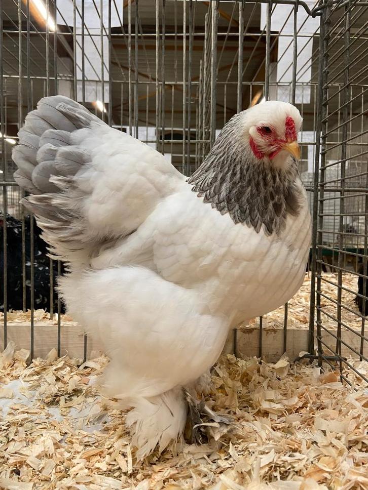 brahmakriel, Dieren en Toebehoren, Pluimvee, Kip