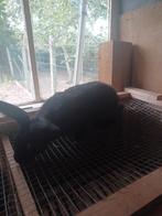 Jonge rammelaar, Dieren en Toebehoren, Konijnen, Mannelijk, Groot, 0 tot 2 jaar