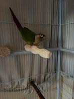 Pyrrhura koppel, Dieren en Toebehoren, Vogels | Parkieten en Papegaaien, Tam