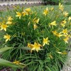 Daglelie (geel/rood oranje), Tuin en Terras, Planten | Tuinplanten, Ophalen