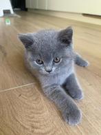 Châton British Shorthair, Dieren en Toebehoren, Katten en Kittens | Raskatten | Korthaar