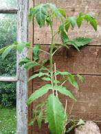 Laatste tomatenplanten bio cœur de bœuf, Ophalen, Groenteplanten, Eenjarig, Volle zon
