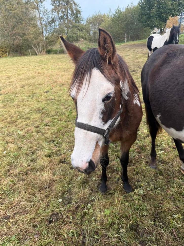 Mooie overo jaarling, Dieren en Toebehoren, Paarden, Merrie, Onbeleerd, Minder dan 160 cm, 0 tot 2 jaar, Gechipt, Ontwormd