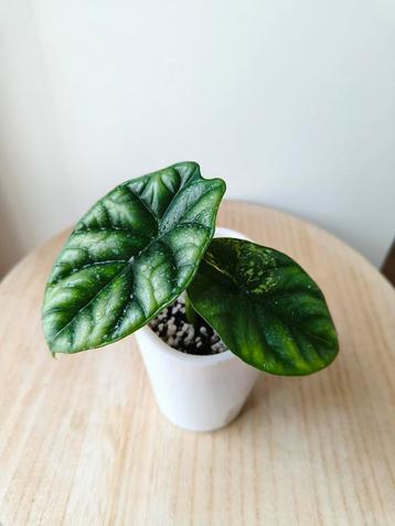 Alocasia Sinuata Aurea Variegated beschikbaar voor biedingen