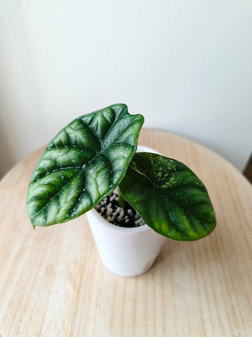 Alocasia Sinuata Aurea Variegated, Huis en Inrichting, Kamerplanten, Ophalen