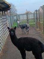 Grijze merrie te koop, Dieren en Toebehoren, Oktober, Vrouwelijk