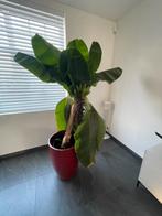 Bananenboom, Tuin en Terras, Ophalen, Vaste plant, Fruitplanten
