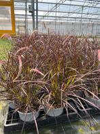 Pennisetum rubrum, Ophalen, Zomer, Siergrassen, Volle zon