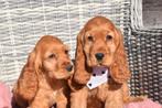 Chiots cocker anglais, Hépatite contagieuse (maladie de Rubarth), Plusieurs, Belgique, Plusieurs animaux