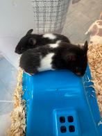 goudhamsters mannetjes, Dieren en Toebehoren, Knaagdieren